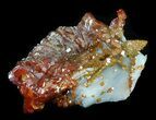 Bargain Red Vanadinite Crystal Cluster - Morocco #32337-2